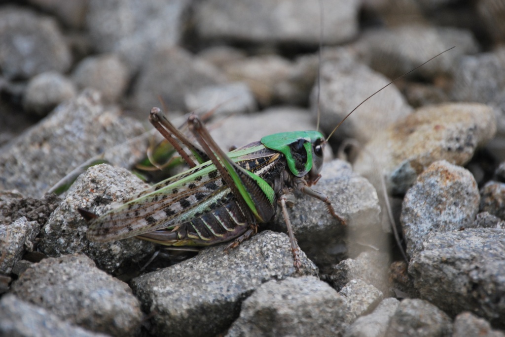 Femmina di Decticus verrucivorus?
